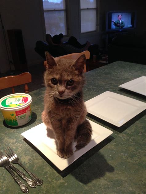 cover of a cat on a plate