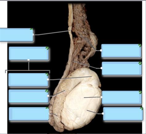 cow testes dissection guide Kindle Editon