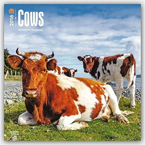 cows 2016 broschrenkalender fotos 8595054231002 Kindle Editon