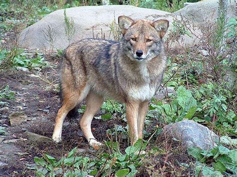 coywolf