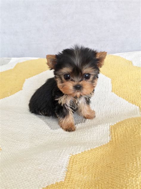 craigslist chicago teacup yorkies Epub