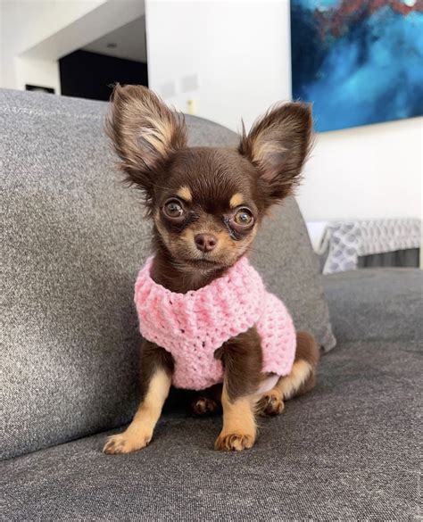 Craigslist Chihuahua