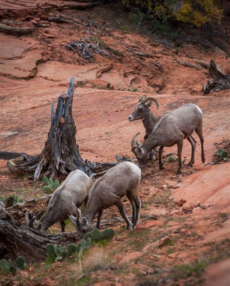 craigslist zion utah PDF