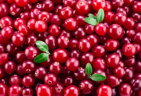 cranberry fruta