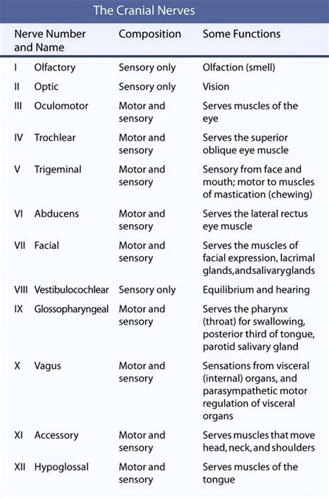 Cranial Nerves And Function Chart