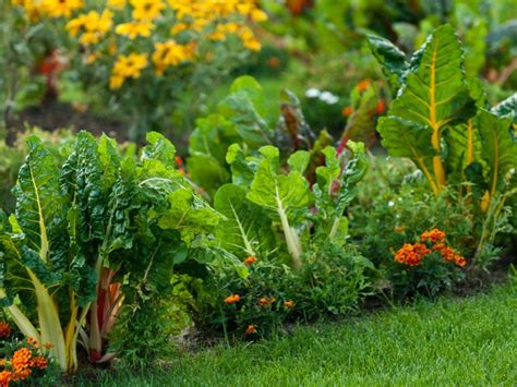 creating good gardens flowers herbs vegetables trees shrubs Reader