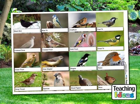 creative resources birds and animals Doc