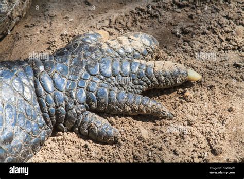 crocodile feet