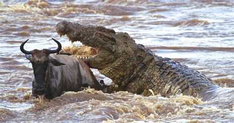 crocodile vs wildebeest predator vs prey PDF
