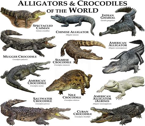 crocodiles and alligators of the world Doc