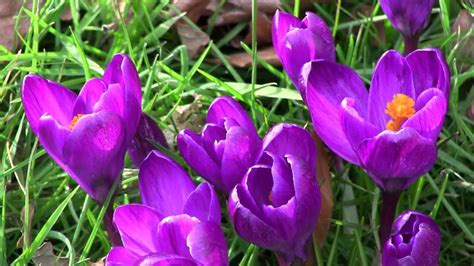 crocus queen colour