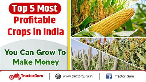 crops grown to sell and make money