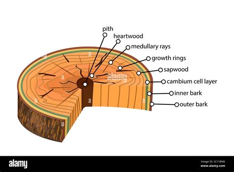 cross section of tree trunk