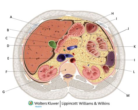 cross sectional anatomy study guide Doc