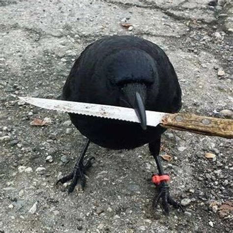 crow with knife coin