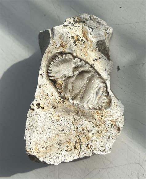 crystallized fossils