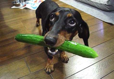 cucumbers for dogs