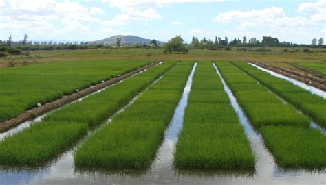 cultivo de peces en campos de arroz cultivo de peces en campos de arroz Reader