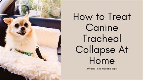 cure for collapsed trachea in dogs