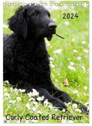 curly coated retriever 2016 tischkalender Reader