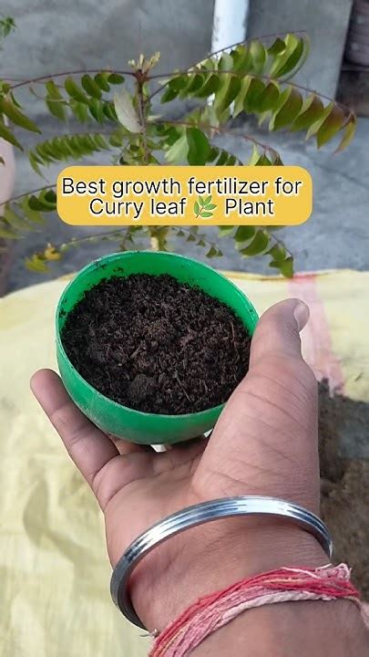 curry leaf fertilizer