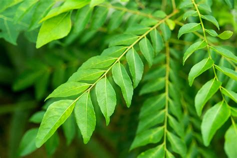 curry leaves