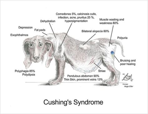 cushing's syndrome in dogs pictures