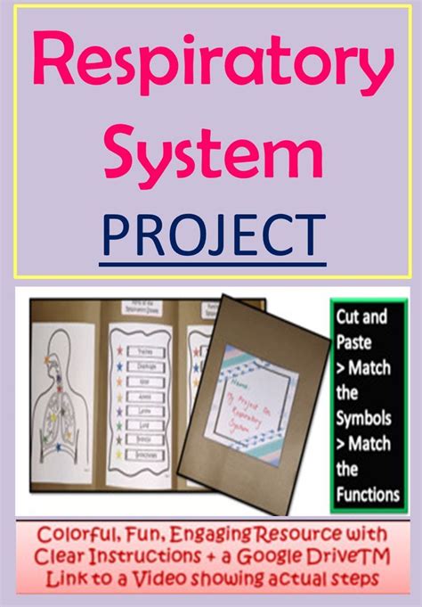 cut and paste respiratory system PDF