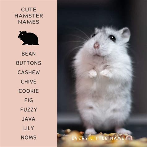 cute hamster names