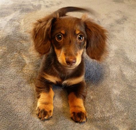 cutest weiner dog