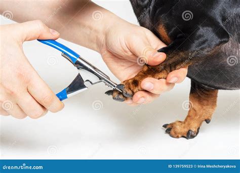 cutting dog's toenails