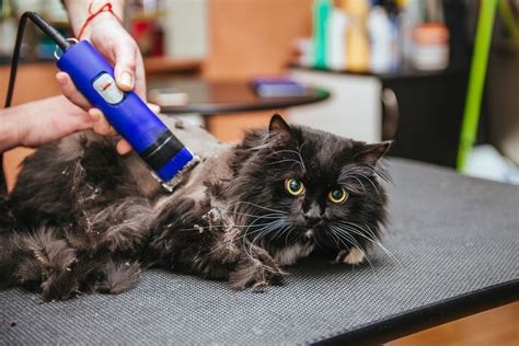 cutting off matted fur