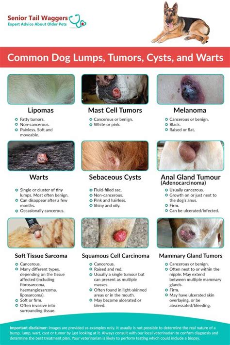 cyst vs tumor in dogs