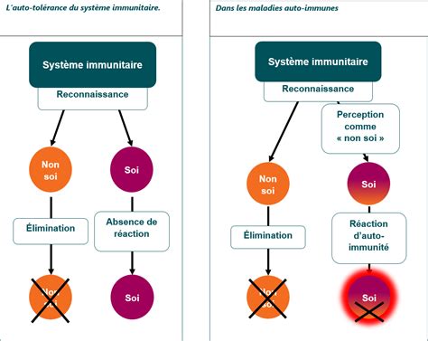 d sordres immunitaires maladies auto immunes exp riences Epub