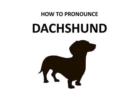 dachshund how to say