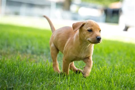 dachshund lab mix dog