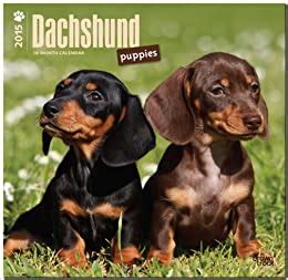dachshund puppies 2015 square 12x12 multilingual edition Kindle Editon
