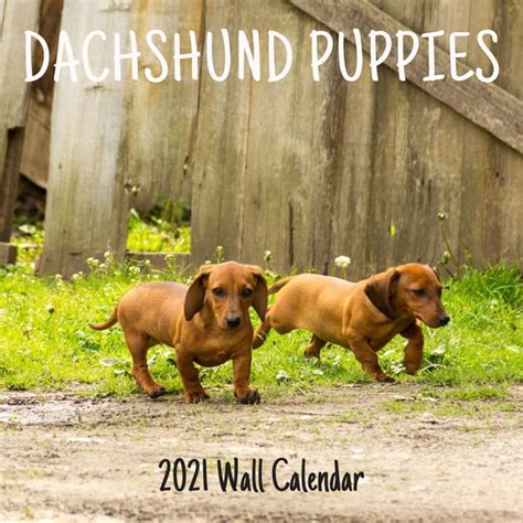 dachshund puppies calendar multilingual edition Epub