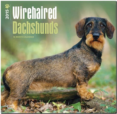 dachshunds wirehaired 2015 square 12x12 multilingual edition Doc
