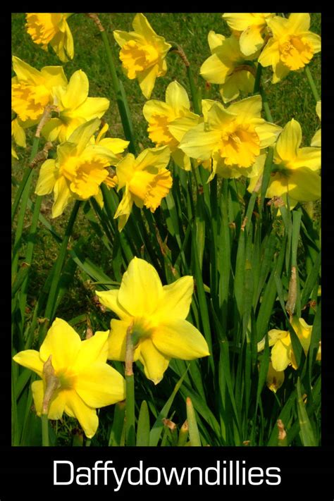 daffydowndillies PDF