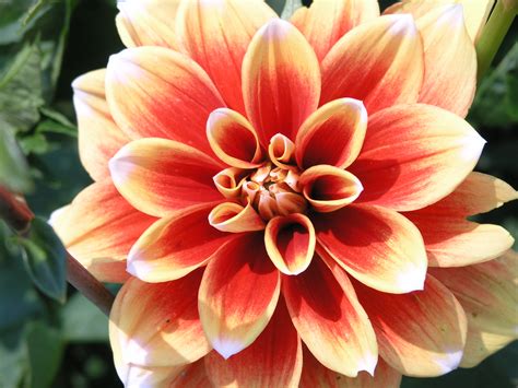 dahlia pinnata