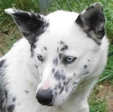 dalmatian and german shepherd mix