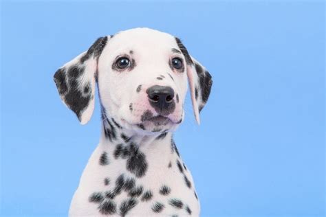 dalmatian names