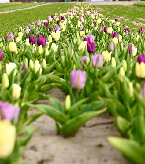 dalton tulip farm