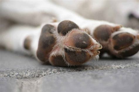 damaged dog paw pads