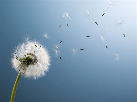 dandelions seeds