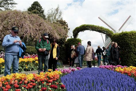 danger in the tulip fields Epub