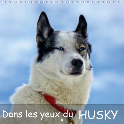 dans yeux husky 2016 traineaux Doc