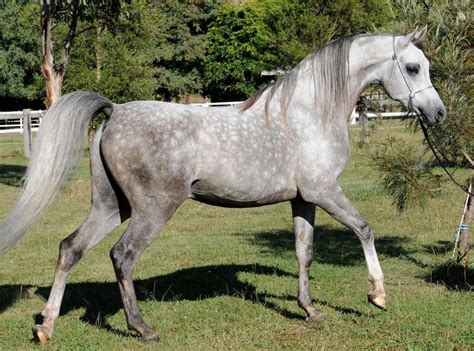 dapple gray arabian