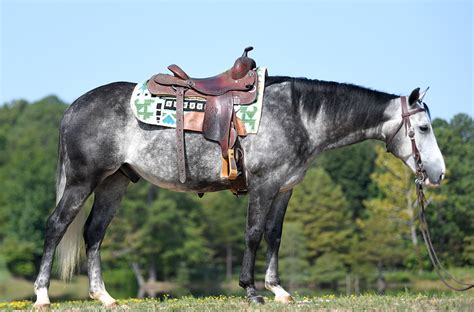 dapple gray horse for sale